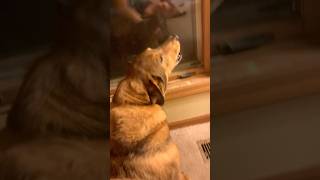 🤣🤣My dog woofing at the trick or treaters [upl. by Inaluahek12]