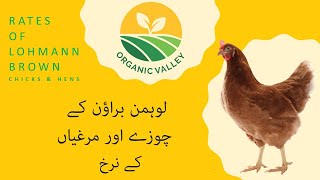 Rate is Lohmann Brown Chicks amp Hens [upl. by Htrow]