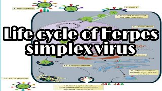 Life cycle of herpes simplex virus [upl. by Nussbaum]