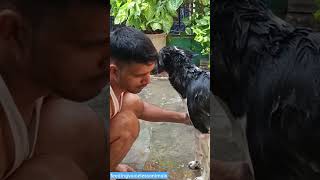 🛁🛁 song doglover love youtubeshorts shorts puppy play [upl. by Karlan]