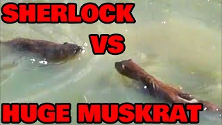 Sherlock Catches A HUGE Muskrat [upl. by Annodas]