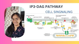 IP3 DAG pathway Cell signaling UNIT4 CSIR NET [upl. by Gio357]