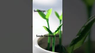 Seedlings Seeds germination Organic Gardening planting by the moon cycle [upl. by Sedberry]