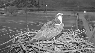 Iris The Osprey Returns To Her Nest In Hellgate Canyon – April 5 2024 [upl. by Ramirolg799]