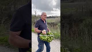 Il produit des bananes à Perpignan [upl. by Htelimay881]