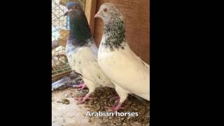 tippler pigeons golden حمام باكستاني قولدن بيور مطيار صعب [upl. by Miner]