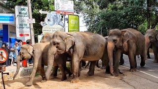 Pinnawala Elephant Orphanage  Sri Lanka 4K [upl. by Lehsreh467]