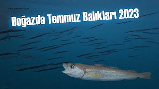 Boğazda Temmuz Balıkları 2023 İstanbul [upl. by Nawd]