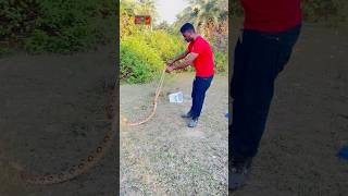 Russells viper very dangerous venomous Snake viralshort snakevideo russellsviper viralvideo ￼ [upl. by Ainotna]