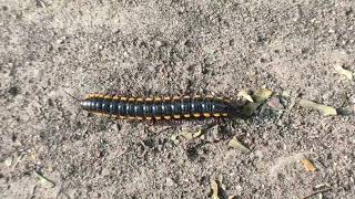 Millipede on the road millipedes millipede millipedetoy kenno worms keeda millipedecrawling [upl. by Nnyw601]