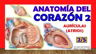 🥇 Anatomía del CORAZÓN 25  Aurículas configuración interna [upl. by Cary]