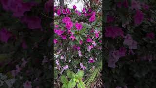 Encore Azaleas in blooms [upl. by Luanne]