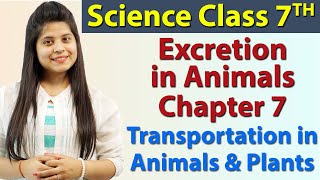 Excretion in Animals  Chapter 7  Transportation in Animals and Plants  Science Class 7th NCERT [upl. by Akehsar]