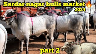 Sardar nagar bulls market update 2024 part 2  qurbani ke bade janwar 😱 viral shorts bull reels [upl. by Tonry]