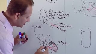 Ventricles and Aorticpulmonary Septum  Embryology [upl. by Geno]