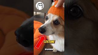 TUTTI GLI ALTRI CANI RIDONO DEL SUO COSTUME DI HALLOWEEN 😭💔 [upl. by Molohs1]