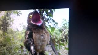 Potoo Bird call [upl. by Euqimod912]