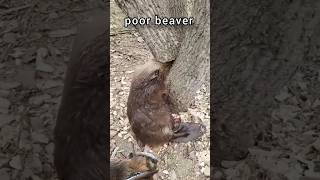 beaver stuck in wood😭😭 [upl. by Ainezey]