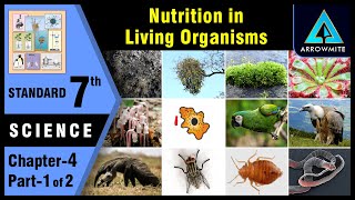 Nutrition in Living Organisms  Std 7  Science  Chapter 4  Part 12  Maharashtra Board [upl. by Ortensia906]