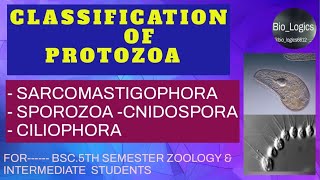 Classification of Protozoa Sarcomastigophora Sporozoa  Cnidospora Ciliophora  BSC5th sem [upl. by Ellirpa617]