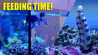 Feeding My Fish and Snowflake Eel [upl. by Dominus464]