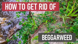 How to Get Rid of Beggarweed aka Tick Trefoil or Beggars Lice  DIY Weed Management [upl. by Eisler580]