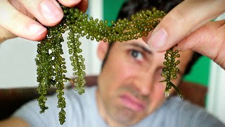 SEA GRAPES  Exploring YouTubes Favorite Seaweed [upl. by Nalyt]