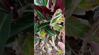 Stromanthe Triostar Plant Care Tips amp Tricks Prayer Plant [upl. by Decato]