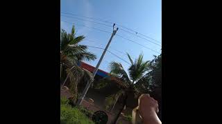 Slingshot Skills  បាញ់លលកតាមខ្សែភ្លេីង 1074 shorts slingshot birdhunting [upl. by Silecara]