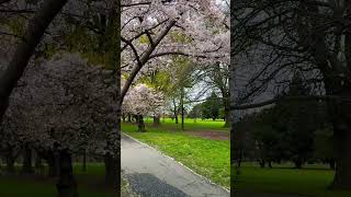 Hagley park Christchurch newzealand cherry blossom 🌸 [upl. by Patrizio]