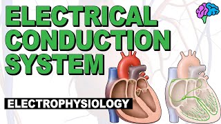 The Electrical Conduction System of the Heart EXPLAINED [upl. by Uv]