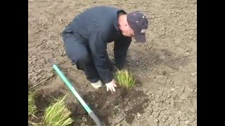 How to Divide Ornamental Grasses [upl. by Atwekk]