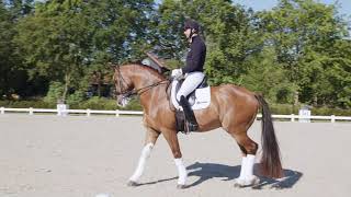 Patrik Kittel Dressage Tour S4E6 – Grand Prix Nivå Piaff och Passage [upl. by Licha]