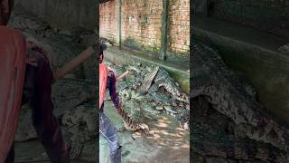 He catching crocodiles shortvideo youtubeshorts youtube crocodile ytshorts [upl. by Annawek]