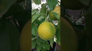 Naranjas muy ricas🍊🍊 videos youtubershorts [upl. by Savitt]