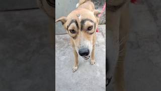 🐕 Lakmi I conik kajol 🐕🤣🤣🤣funny cuteanimal comedy viralshorts tgoffical 🤣🙏 [upl. by Quin341]