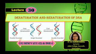 DENATURATION amp RENATURATION OF DNA For SemV CC12 amp DSE1 Molecular Biology [upl. by Noseaj5]