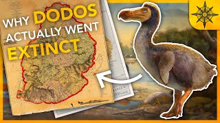 Why DODOS Actually Went EXTINCT  Island Biogeography 1 [upl. by Quiteris]