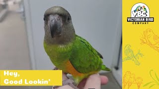 Current Hand Reared Pet Parrots  11124  Victorian Bird Co [upl. by Lucius]