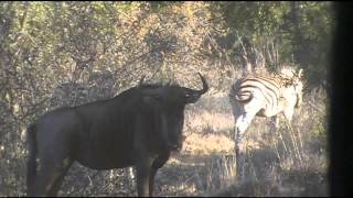 Ramcat Broadheads and gene king go to africa [upl. by Daffodil646]