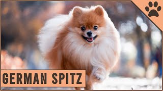 German Spitz  Everything you need to know [upl. by Katey]