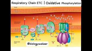 Class 11  Biology  Chapter 11  Lecture 13  Respiratory Chain  Oxidative Phosphorylation [upl. by Atnwahsal]