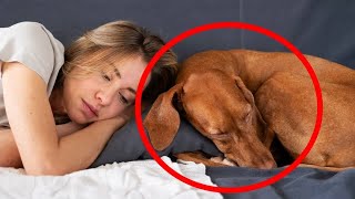 Why Does Your Dog Sleep with You What Your Dogs Sleep Spot Reveals About Your Bond 🔥 [upl. by Yornek]