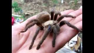 Full Grown BIG Female Texas Brown Tarantula Aphonopelma hentzi [upl. by Xeno727]