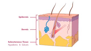 Remember the Layers of the Skin and Epidermis  MEDZCOOL [upl. by Ming894]