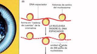 Ayudantía BioCel El núcleo celular 14 Genoma nuclear y cromatina [upl. by Adabel50]