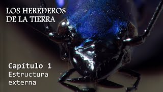 ENTOMOLOGÍA  Los Herederos de la Tierra  Cap 1 Estructura externa de los Insectos [upl. by Etteiluj]