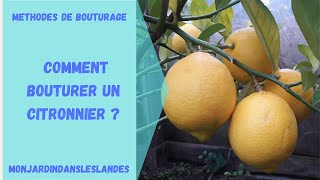 Comment bouturer un citronnier   Monjardindansleslandes [upl. by Froehlich303]