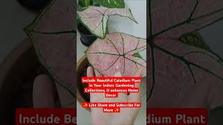 Indoor Caladium Plant Added in your Garden caladium shortsvideo beauty greenplantsvlog [upl. by Sirrom]