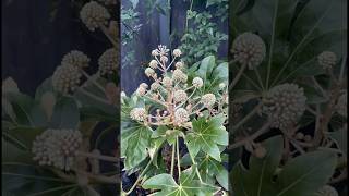 Fatsia Is Blooming amp Garden Tidying 🌿 shorts garden englishgarden [upl. by Polky786]